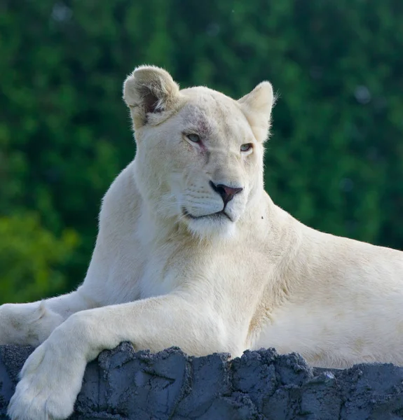 Das Porträt Eines Gefährlichen Weißen Löwen — Stockfoto