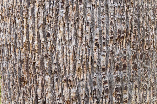 Horisontell Bild Trädet Brun Textur Stam — Stockfoto