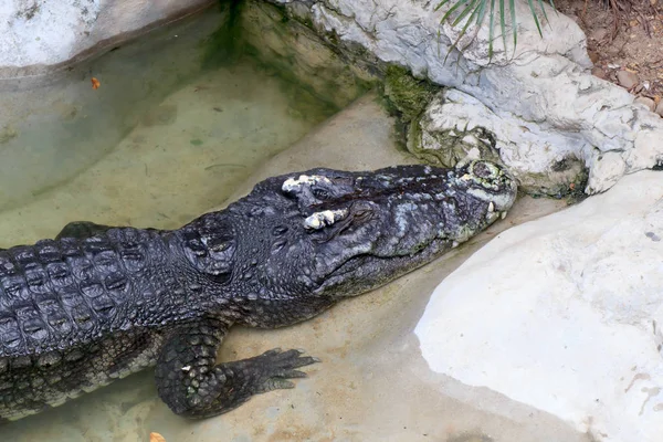 Crocodilo Dormindo Zoológico Tailândia — Fotografia de Stock