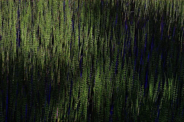 ドイツの湖は バック グラウンドで育つ植物 — ストック写真