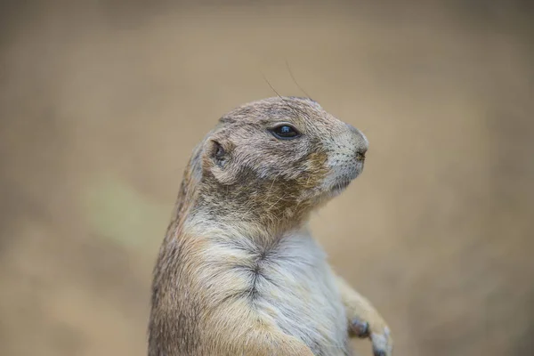 Prairie Dog Cynomys Foto Tomada Julio 2013 — Foto de Stock