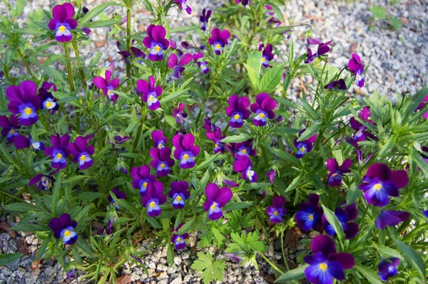 Tricolor Pansy Flor Planta Fundo Natural Hora Verão — Fotografia de Stock