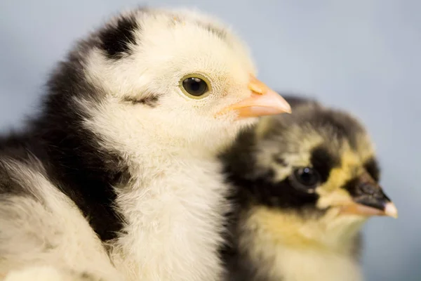 Dvě Roztomilá Brahma Kuřata Vedle Sebe — Stock fotografie