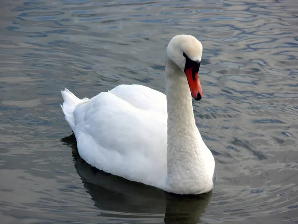 Ritratto Bellissimo Cigno Nuotare Acque Calme — Foto Stock