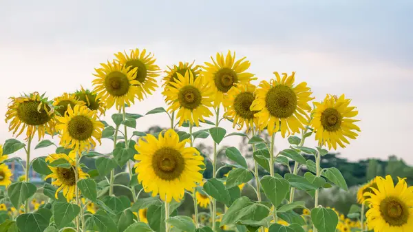 Primer Plano Del Girasol Contra Campo — Foto de Stock