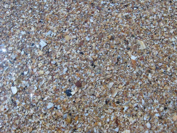 Imagem Fundo Marrom Areia Conchas — Fotografia de Stock