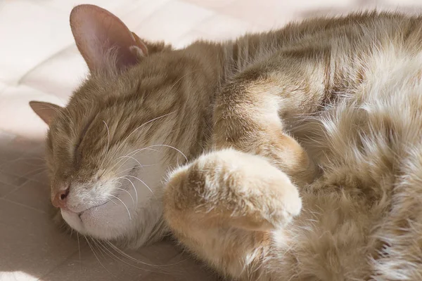 Κόκκινο Γάτα Στον Ύπνο Στον Ήλιο Εσωτερικη — Φωτογραφία Αρχείου