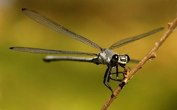 Zblízka Dragonfly Poli — Stock fotografie