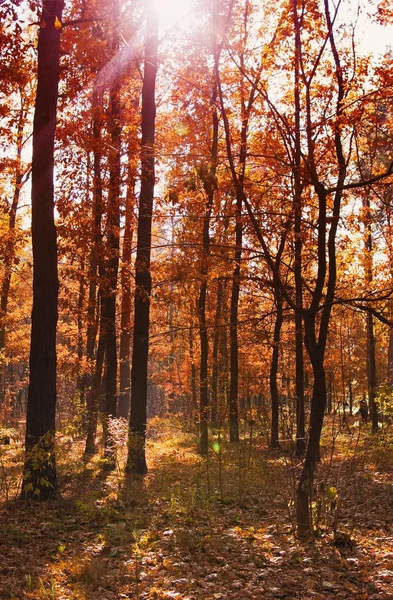 Őszi Erdő Egy Napfényes Tiszta Napon — Stock Fotó