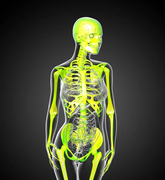 人間の骨格 正面の レンダリングの医療イラスト — ストック写真