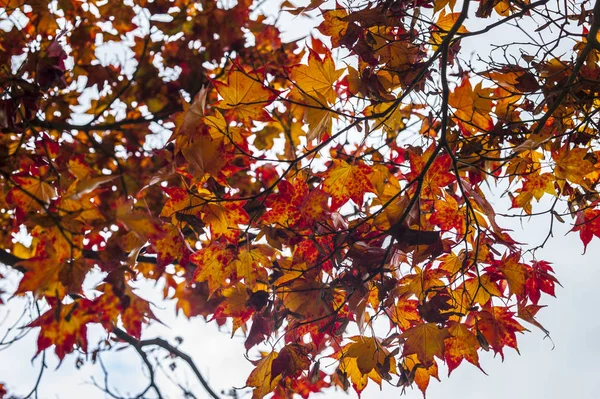秋天的枫树叶子 有橙色 红色和黄色的色调 — 图库照片