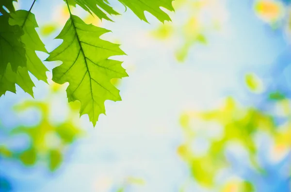 Jarní Nebo Letní Zelené Listy Hranice — Stock fotografie