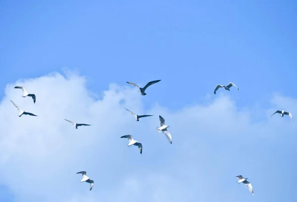 Gran Bandada Aves Cielo Azul — Foto de Stock