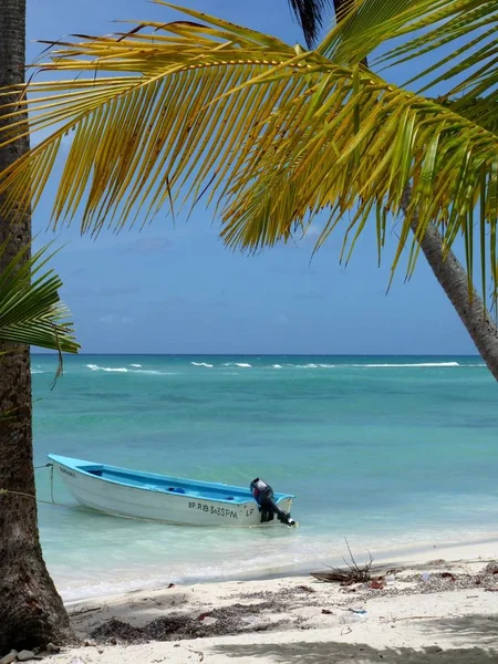 Palmeras Playa Blanca Isla Saona República Dominicana — Foto de Stock