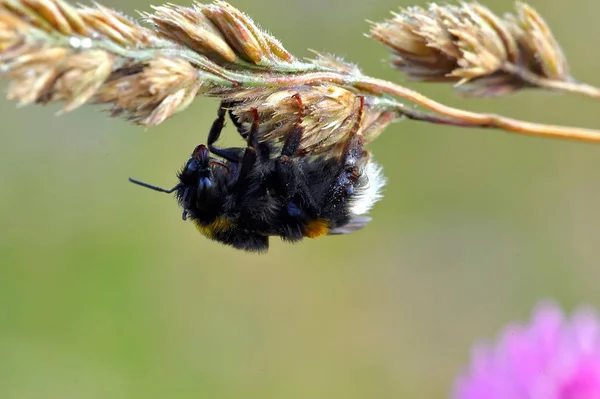 Makro Hmyzu Rusko Moskevský Kraj — Stock fotografie