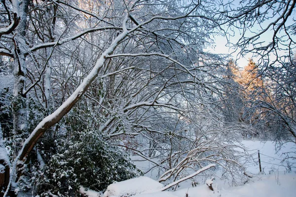Bela Vista Árvores Neve — Fotografia de Stock