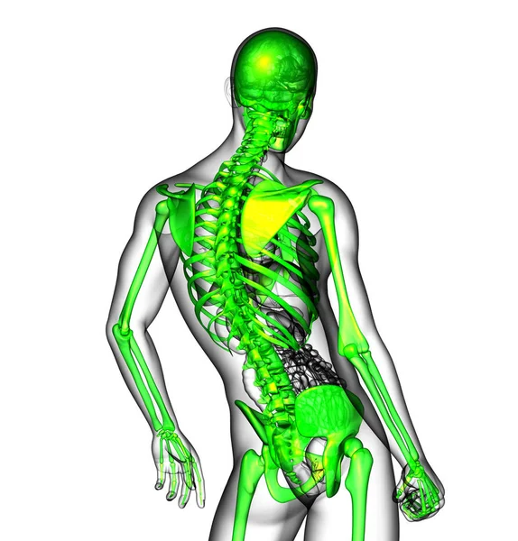 Render Ilustracja Medyczny Szkielet Widok Boku — Zdjęcie stockowe