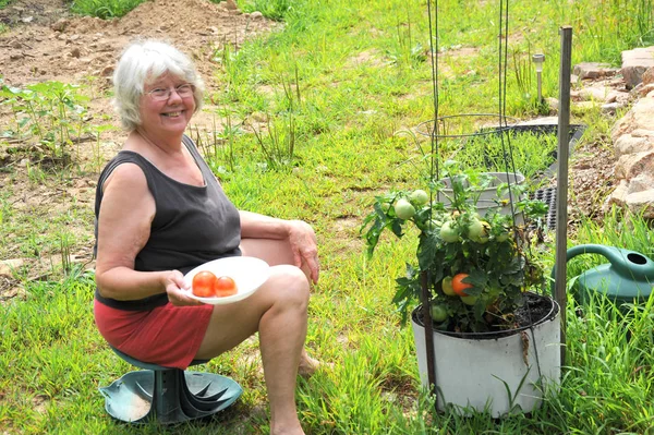 Jardineira Fêmea Colhendo Tomates Seu Jardim Fora — Fotografia de Stock