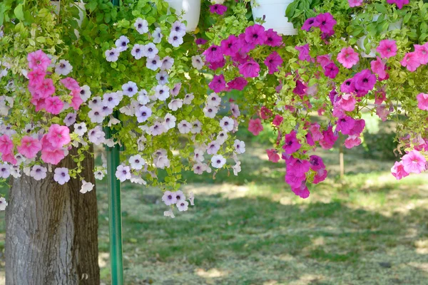 Πετούνια Λουλούδια Στα Δοχεία Που Κρέμονται Στο Πάρκο — Φωτογραφία Αρχείου