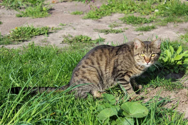 Kucing Abu Abu Perhatian Mempersiapkan Diri Untuk Menyerang Rumput Hijau — Stok Foto