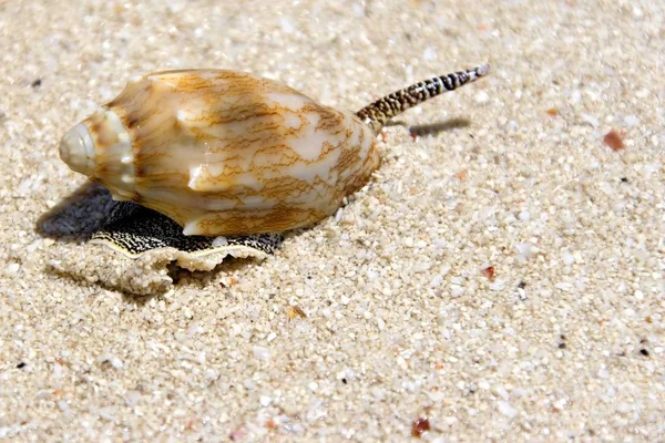 Wizerunek Żywych Ślimak Morski Plaży — Zdjęcie stockowe