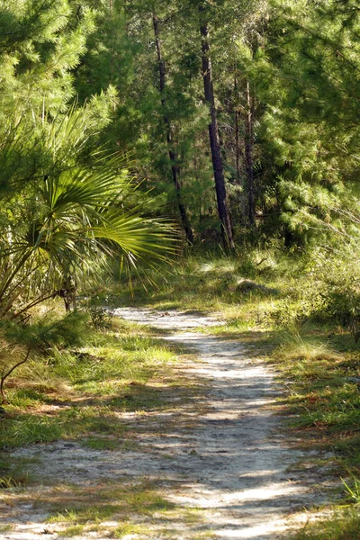 Sendero Arenoso Serpentea Través Bosque Pinos Del Sur — Foto de Stock