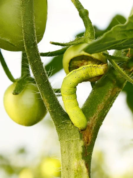 Turnip Moth cutworm eats the fruit of a small green tomato in greenhouse. Latin name: Agrotis segetum, family: Noctuidae