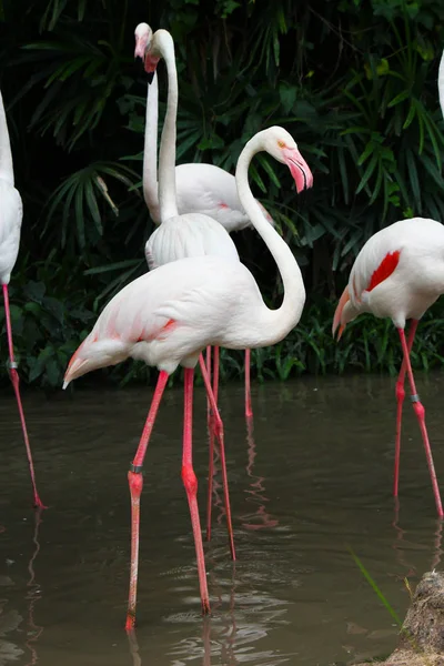 Flamingos Rosa Phoenicopterus Ruber Ruber — Fotografia de Stock