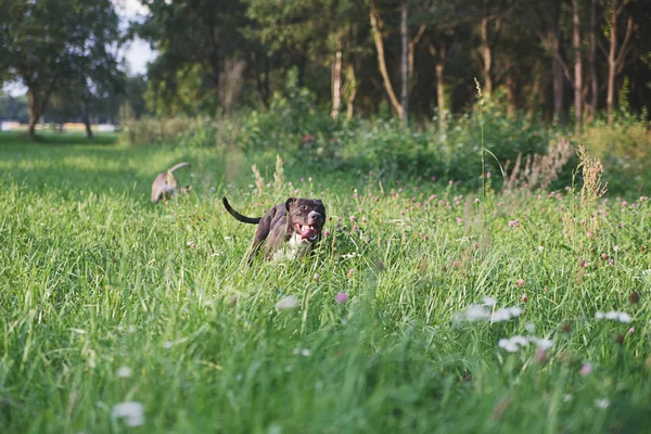 Parkta Yeşil Alanda Çalışan Köpekler — Stok fotoğraf