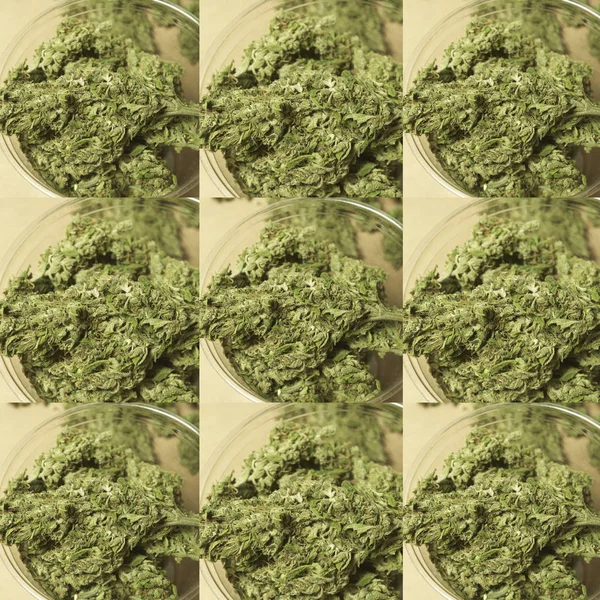 Ogräs Medicinsk Marijuana Grunge Detalj Och Bakgrund — Stockfoto