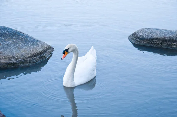 Uzavření Ptáka Selektivní Zaměření — Stock fotografie