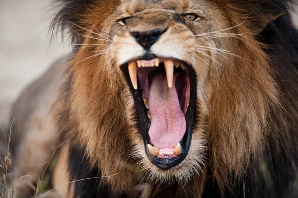 Сердитий Ревний Лев Національний Парк Крюгер Південна Африка — стокове фото