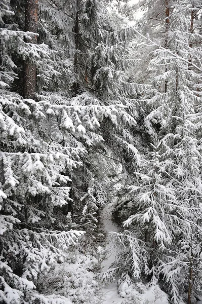 Taiga Wczesną Zimą Śnieg Szron — Zdjęcie stockowe
