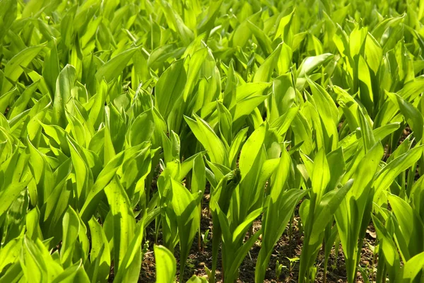 Múltiplas Folhas Vibrantes Lírio Vale Jardim — Fotografia de Stock