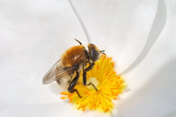 Kleine Bijen Verzamelen Nectar — Stockfoto