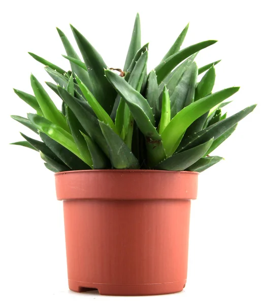 Aloe Vera Bitkisi Beyaz Üzerine Izole — Stok fotoğraf