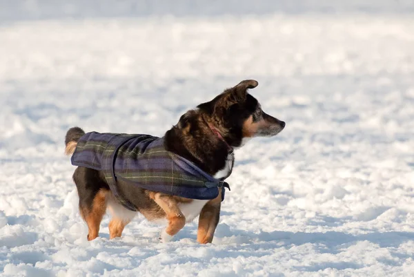 Μικρό Χαριτωμένο Σκυλί Ένα Παλτό Παίζοντας Στο Χιόνι — Φωτογραφία Αρχείου