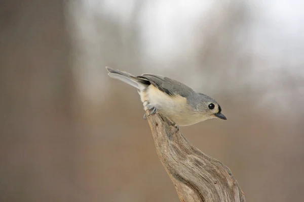 タフマウス Baeolophus Bicolor — ストック写真