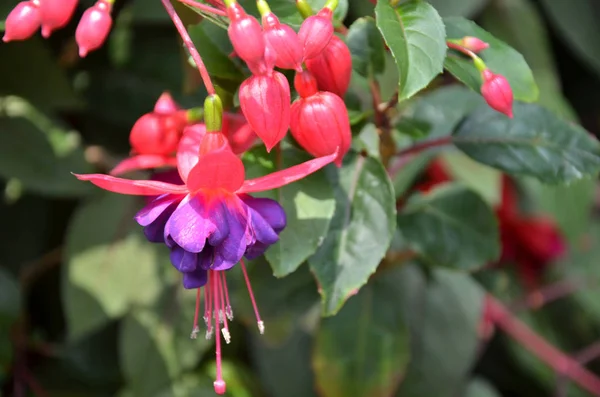 Ballerine Fleurs Dans Jardin Brillant Soleil — Photo