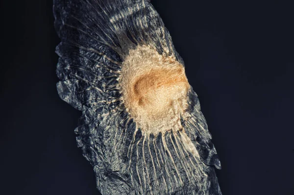 Μακροεντολή Λεπτομέρεια Φτερωτός Σπόρος Που Απομονώνονται Μαύρο Άγνωστο Δέντρο Είδη — Φωτογραφία Αρχείου