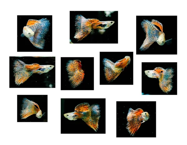 Plavání Červené Guppy Mnoho Druhů Akce Domácí Mazlíček Tropických Ryb — Stock fotografie