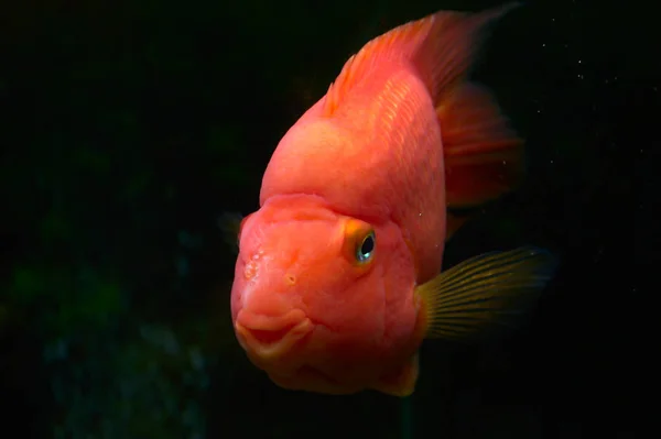 Goldfish Looks Photographer Glass Aquarium Looks Smiles — Stock Photo, Image
