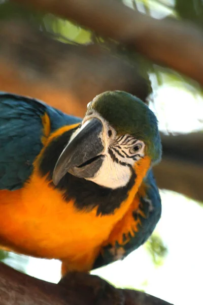 Bliska Papugi Ara — Zdjęcie stockowe