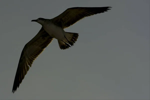 Descenso Gaviota Volando Cielo México Playa Del Carmen Gris — Foto de Stock