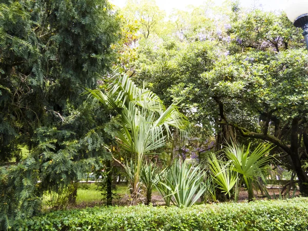 Palmierii Cresc Parc Soare Strălucitor Sudului — Fotografie, imagine de stoc