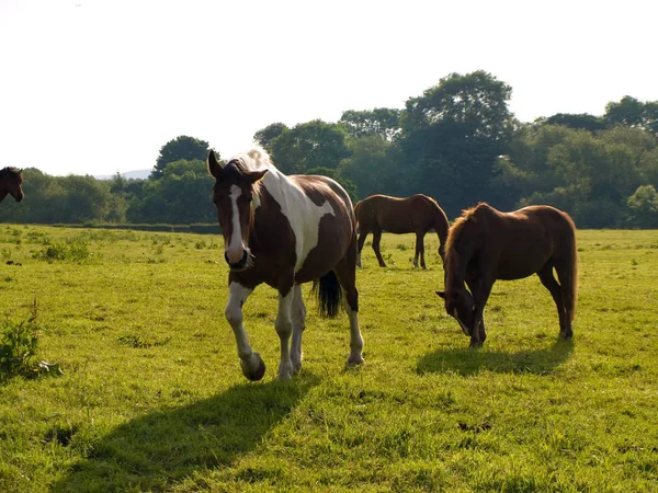 Άλογο Στο Όμορφο Πράσινο Πεδίο Στο Βρετανικό Καλοκαίρι Πρωί — Φωτογραφία Αρχείου