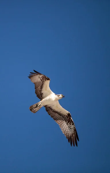 Osprey Ave Presa Pandion Haliaetus Volando Través Cielo Azul Sobre — Foto de Stock