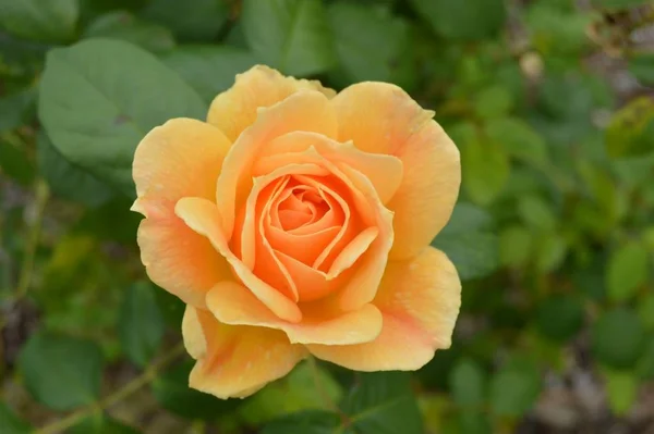 Brillante Flor Rosa Hermosa Luz Del Día Primer Plano — Foto de Stock