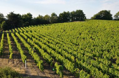 Vineyard in France 