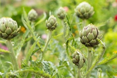 Artichoke with purplish flower growing in the field in Ukraine. Natural agriculture image clipart